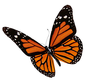 Monarch Butterfly